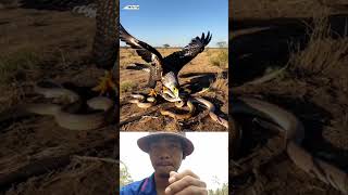 Eagle and Snake  animals shortsvideo viralvideo wildlife eagles [upl. by Nolyaw]