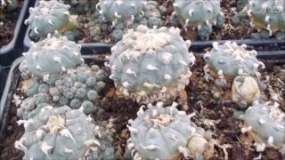 Lophophora williamsii peyote Mutterpflanzen [upl. by Screens]