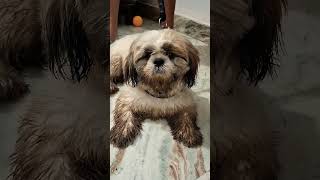 Sniffy shihtzu doglover [upl. by Philoo]