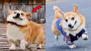 Funny and Cute corgi puppies videos compilation 2021❤ Cutest corgis Ever [upl. by Josefina]