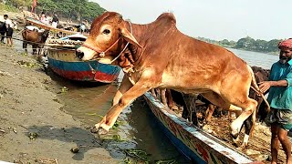 Cow Unloading↑ Gorur Video↑Bulls Video 2024↑What a Jump😱 [upl. by Drofla]