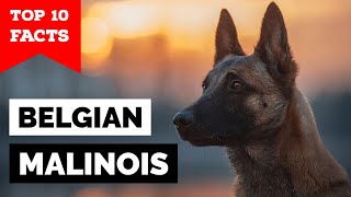 Belgian Malinois  Top 10 Facts [upl. by Noremak]