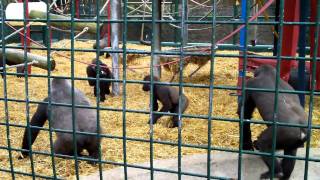 Feeding time in the Gorilla enclosure at Howletts Zoo 190810 HD [upl. by Noitsuj600]