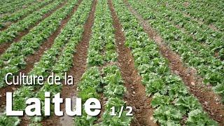 Astuces pour cultiver de la Laitue  12 [upl. by Renferd]