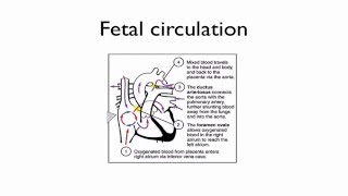 Paediatrics  fetal circulation [upl. by Latimore264]