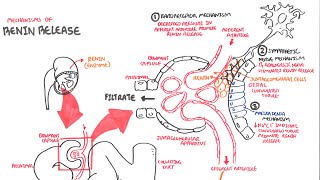 Mechanisms of Renin Release [upl. by Leoine914]