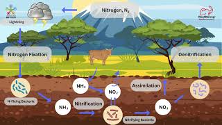 Nitrogen Cycle [upl. by Harper667]