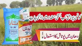 what is the use of potash in rice crop use of potash in paddy [upl. by Bandur746]