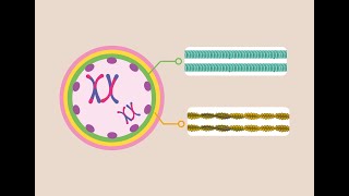 Illuminating the Crucial Role of Microtubules in Forming Healthy Egg Cells [upl. by Araem678]