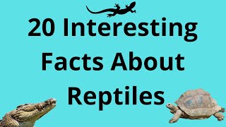 20 INTERESTING FACTS ABOUT REPTILES [upl. by Sikram997]