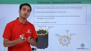 Class 11th  Eukaryotes  Centrosome and Centrioles  Cell The unit of Life  Tutorials Point [upl. by Hoang118]