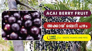 Acai Berry Fruit  അക്കായി ബെറി പഴം  INet Exotic Farms [upl. by Mesics]