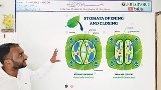 stomatal movement  theories and mechanisms  photosynthesis starch suger malate k pump theory [upl. by Rainer]