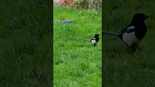 Magpie seeing the pigeons off autumnwatch [upl. by Larina]