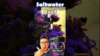 Best Reef Tank Salinity [upl. by Augustin]