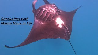 Snorkeling with Manta Rays in Fiji 4k [upl. by Htebazile959]