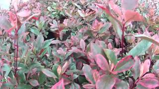 Big Plant Nursery  Photinia x fraseri Louise Christmas berry Louise [upl. by Elwyn]