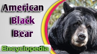 American Black Bear Ursus Americanus – Audio  Video Encyclopedia [upl. by Eisle]