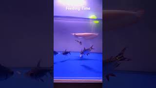 Rare Albino Arowana Fish  Monster Fish Feeding [upl. by Minnaminnie]