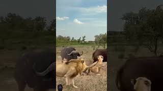 Bison Vs Lion 🦁 shorts lion lionking funny wildlife animals lionsafari viralshorts foryou [upl. by Retsek]