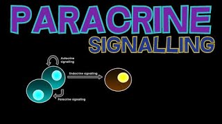 Paracrine Signalling [upl. by Aneetsyrk193]