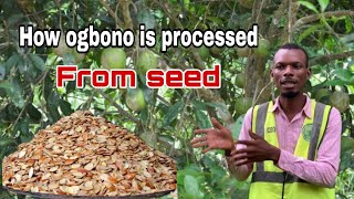 How to process ogbono from seed [upl. by Jaeger953]