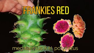 Pitahaya Hibrida Frankies Red en Peru – Megalanthus x Polyrhizus [upl. by Llenod699]