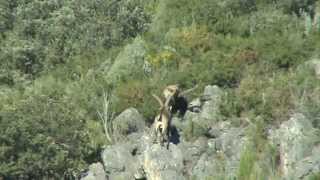 SPANISH IBEX ON MATING SEASON  EL MACHO MONTÉS EN CELO [upl. by Akehsyt]