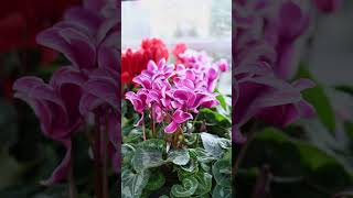 Cyclamen percsicum flowers indoor plant nature aestheiclofi [upl. by Cromwell934]