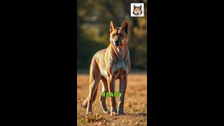 Top 10 Dogs With the Highest Bite Force [upl. by Acinna]