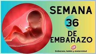 SEMANA 36 DE EMBARAZO  9no MES  DESARROLLO DEL BEBÉ  EMBARAZO SEMANA A SEMANA [upl. by Mundford]