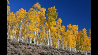 Fishlake National Forest Pando Clone [upl. by Nivlad777]