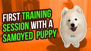 FIRST TRAINING SESSION WITH A SAMOYED PUPPY [upl. by Yllen]