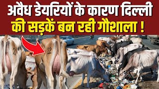 अवैध डेरियों के कारण सड़क पर बनी गौशाला  inderlok illegal dairy news  shastri nagar dairy news [upl. by Edholm]