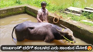 ಜಾರ್ಖಂಡ್ ದರೆಗ್ ಕಂಬಳದ ಎರು ಸಾಂಕುನ ಮೋಕೆ😍  Kambala [upl. by Alfonzo]