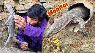 Big lizard  Indian lizard  Monitor lizard  Attack [upl. by Naihr]