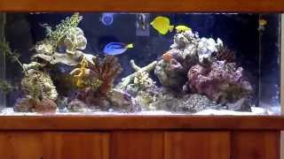 wide 100 gallon FOWLR saltwater aquarium  aquascape 2 islands with a channel diagonally in between [upl. by Ellenyl]