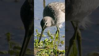 Longbilled Dowitcher foraging in a pond birds nature [upl. by Fulviah]