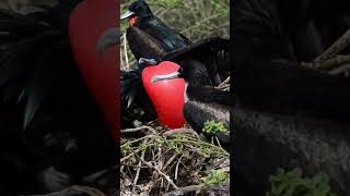 Frigate Bird Courtship birds nature shorts [upl. by Sundstrom]