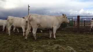 Charolais cows up close and personal [upl. by Nancey]