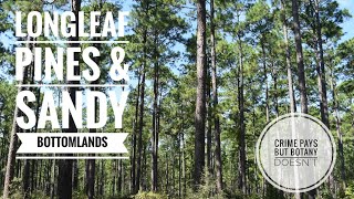 Longleaf Pines of Southeast Texas [upl. by Kinzer]