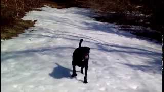 Black Lab dog body slides in the snow [upl. by Amarette]