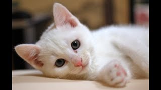 ♥Cute Dogs and Cats Funny Compilation 2018♥ [upl. by Klepac]