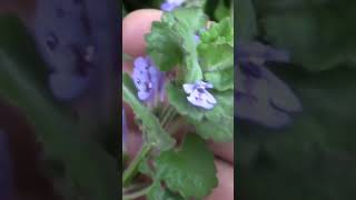 🌿 Ground Ivy An Aromatic Wild Edible To Add To Your Repertoire Of Plants [upl. by Selemas980]