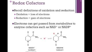 086Redox Reactions amp Carriers [upl. by Bertine]