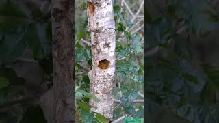 Chickadee Tree Nest [upl. by Llenrahs]