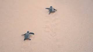 Turtle of Sri Lanka  Short Turtle Video  Animal  Cat  Dog  Snake  Sea [upl. by Aisak]