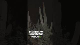 Night Critter Hunt at Sabino Canyon in Tucson AZ🌵 arizona [upl. by Sergei10]