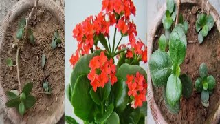 How to grow kalanchoe from cutting  Kalanchoe ki Cutting Kaise Lagaen  Kalanchoe plant propagation [upl. by Garwood426]