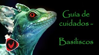 Guía de cuidados Basiliscos [upl. by Smitty718]